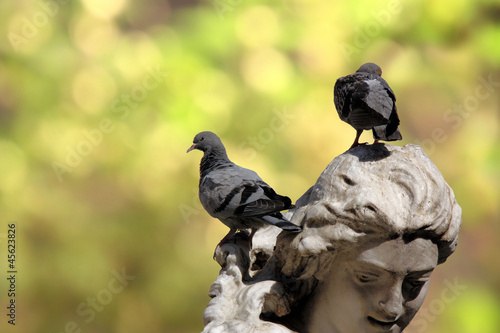 Tauben auf Statue