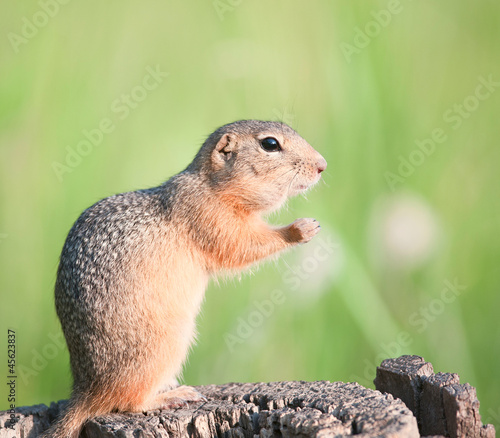 European ground squirrel (gopher, spermophilus citellus)