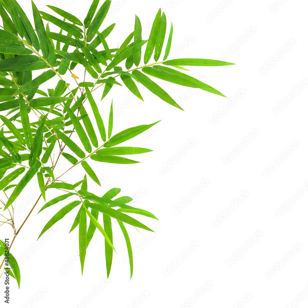Fototapeta premium bamboo leaves