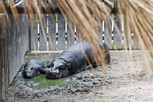 Pygmy Hippopotamus (choeropsis liberiensis) and a baby photo