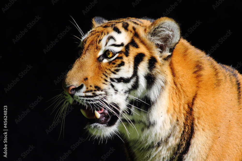 The Eye of the Tiger The Eye of the Tiger