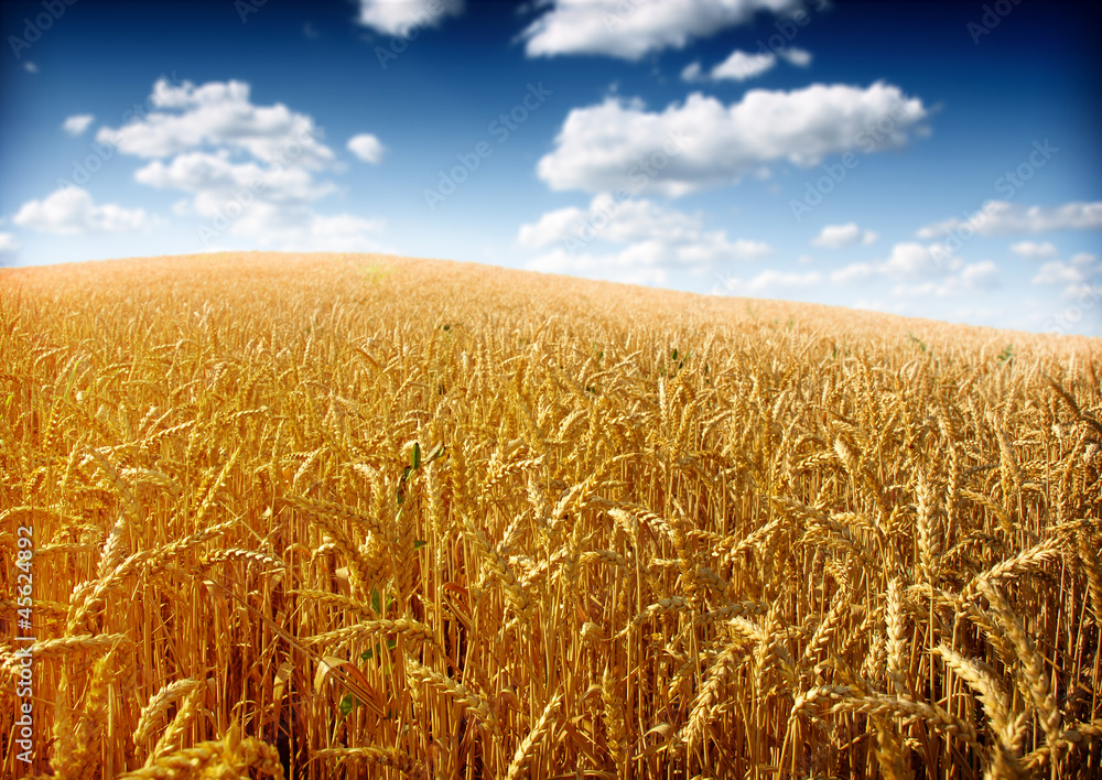 Naklejka premium Wheat field against a blue sky