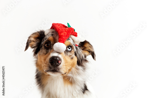 weihnachts hund
