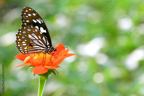 Pale Blue Tiger butterfly on flower in the morning. © krissada