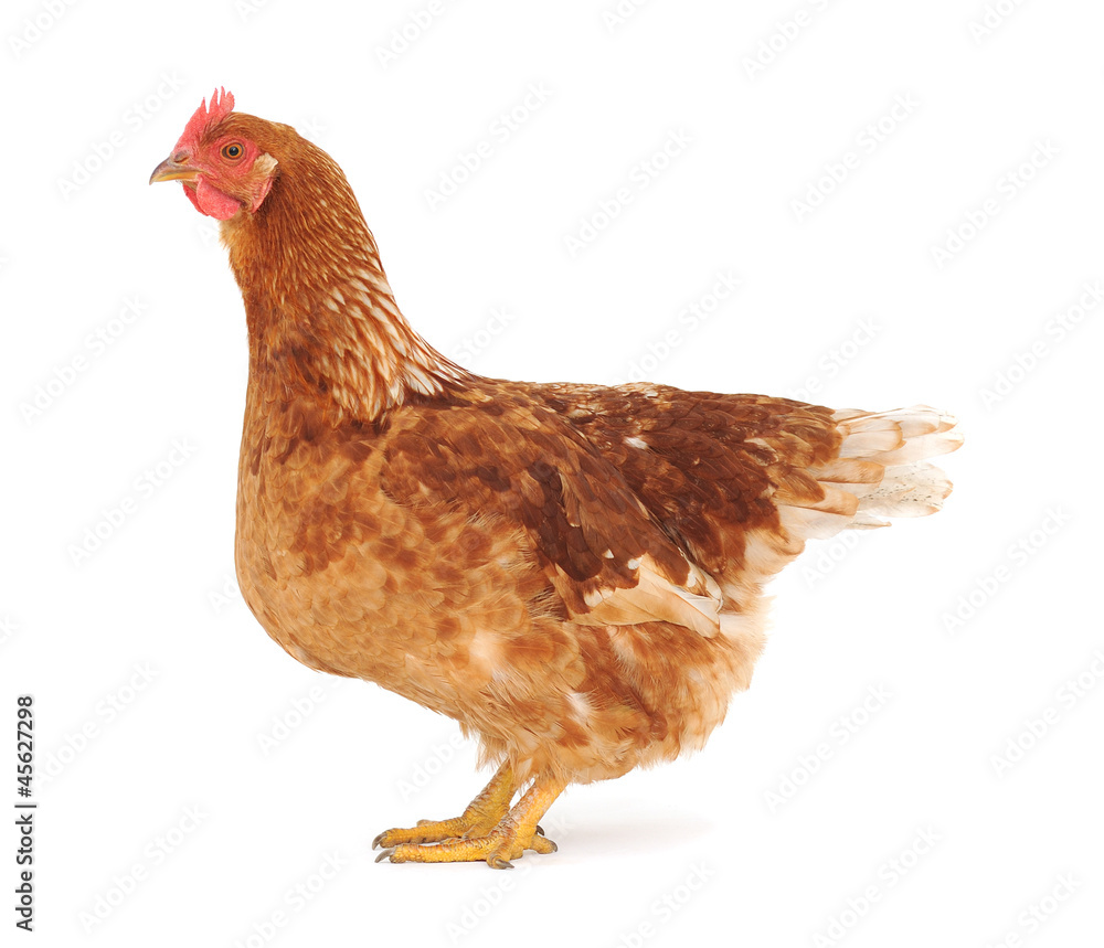 Fototapeta premium brown hen