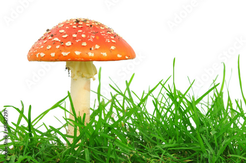 Fly agaric mushrooms
