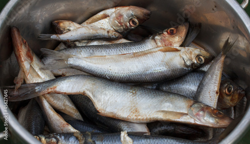 Herring in a bucket (Clupea harengus)