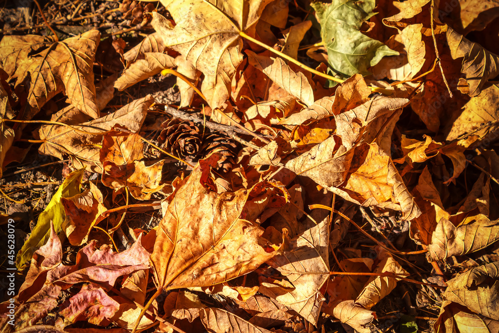 dry autumn leaves background dry autumn leaves background