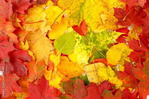 Color composition from autumn leaves