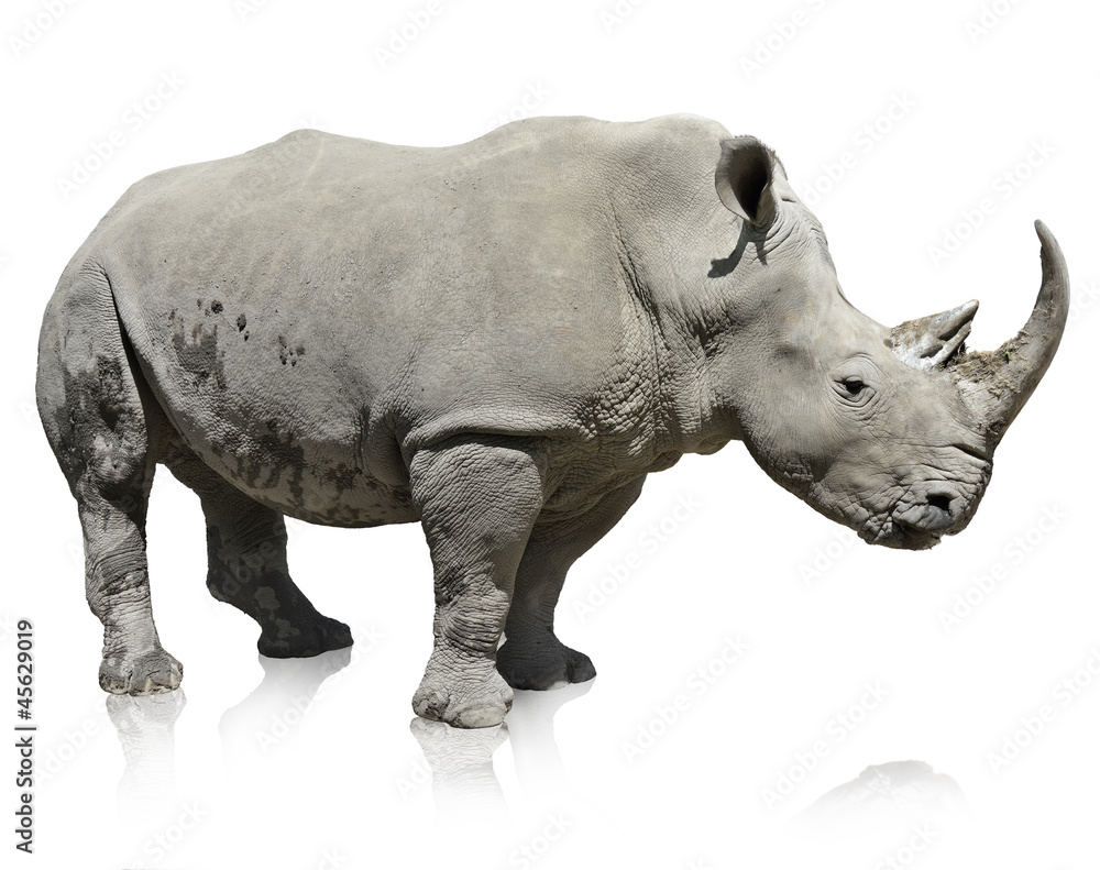 Obraz Rhinoceros