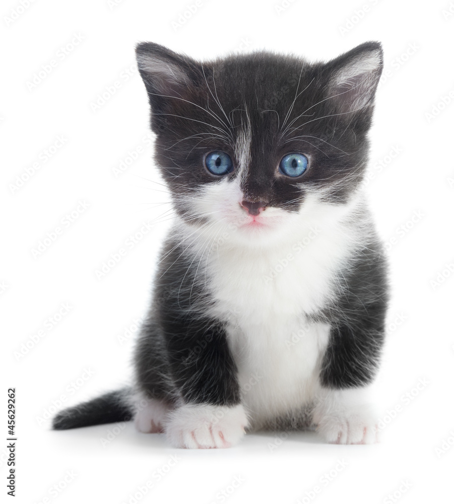 black white kitten