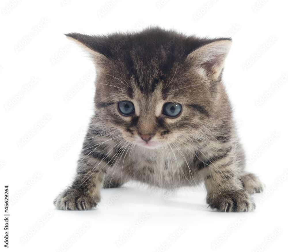 tabby kitten isolated