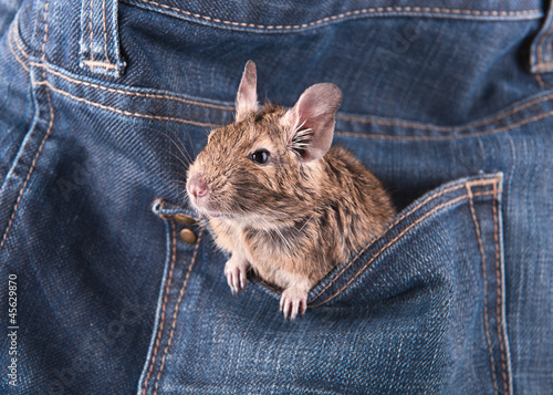 Degu in the pocket (4 month)