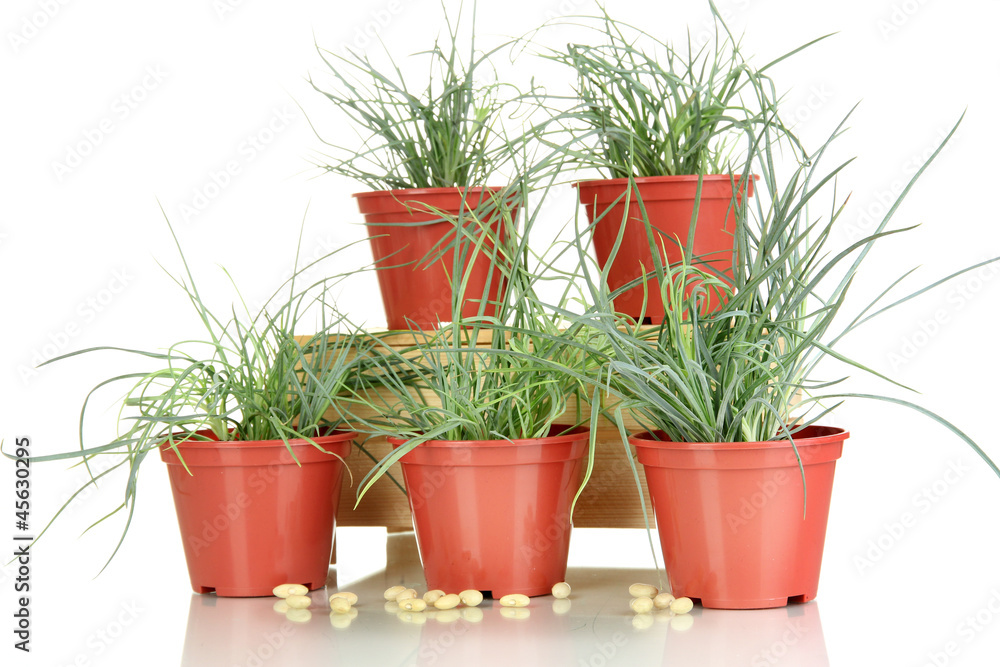 pots with seedling isolated on white pots with seedling isolated on white