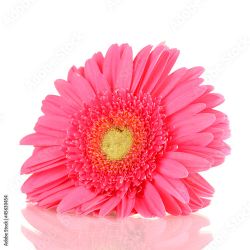 pink gerbera isolated on white