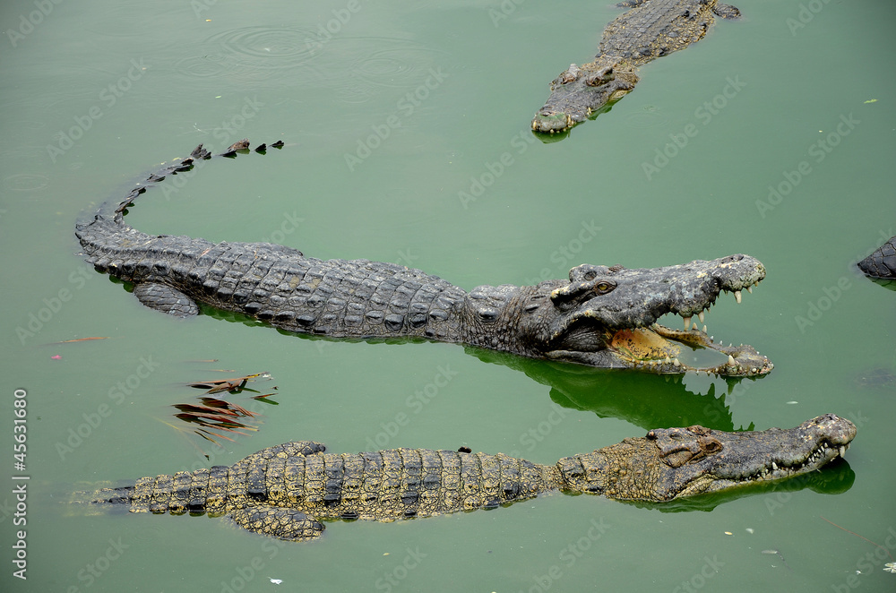 Group of freshwater crocodiles. Group of freshwater crocodiles.