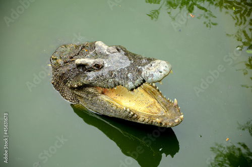 Freshwater crocodile in headshot