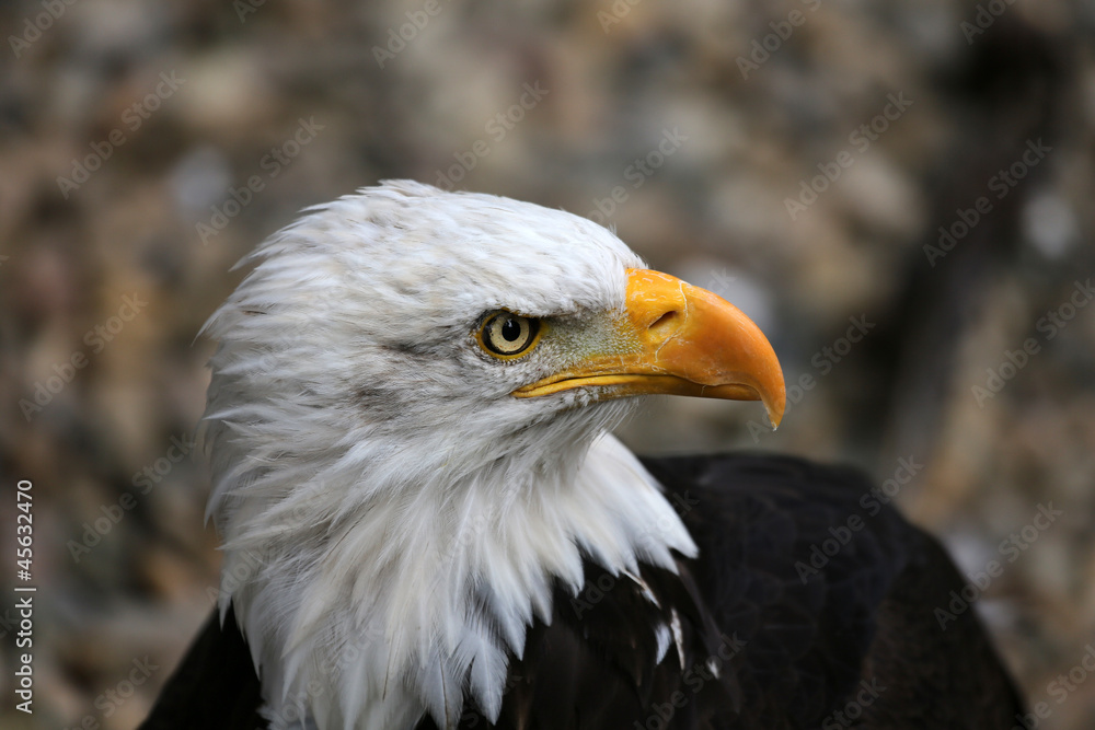 Fototapeta premium Weißkopfseeadler