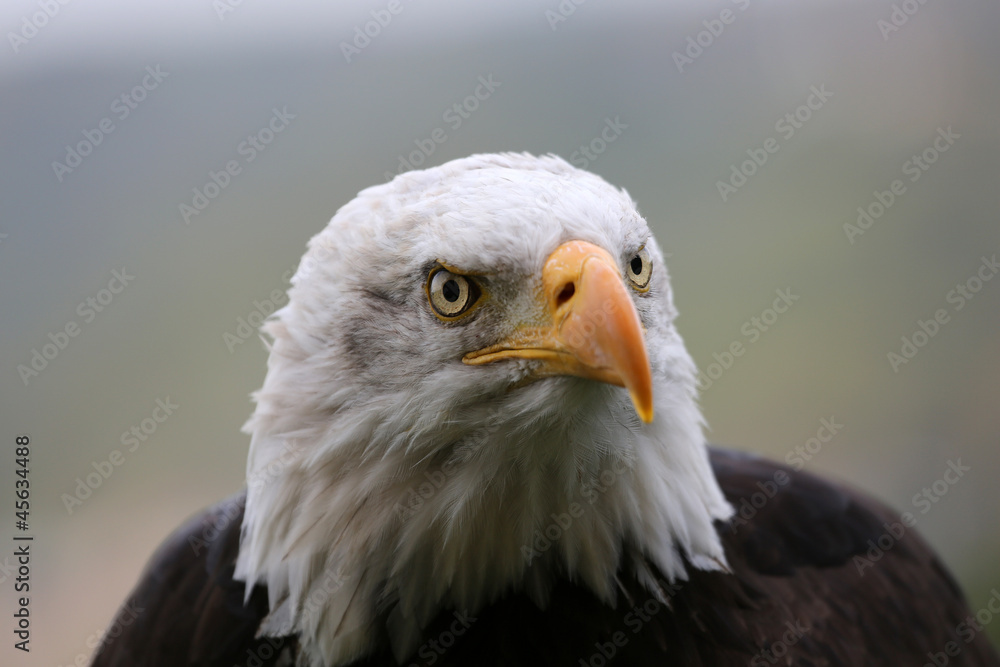 Obraz premium Weißkopfseeadler