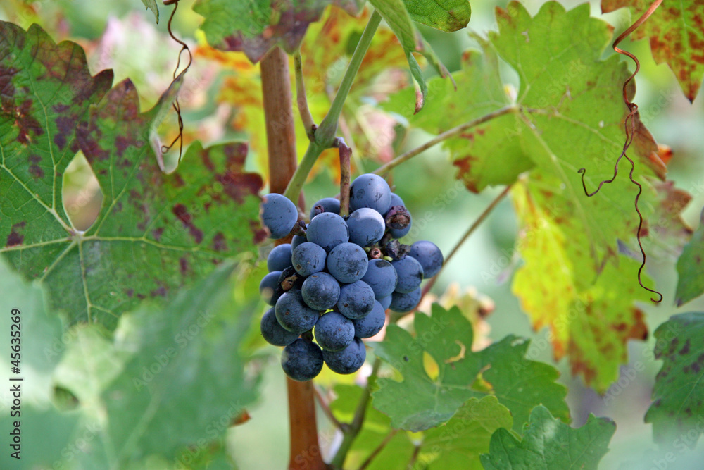 bunch of black grapes in the middle of the grapevine leaves