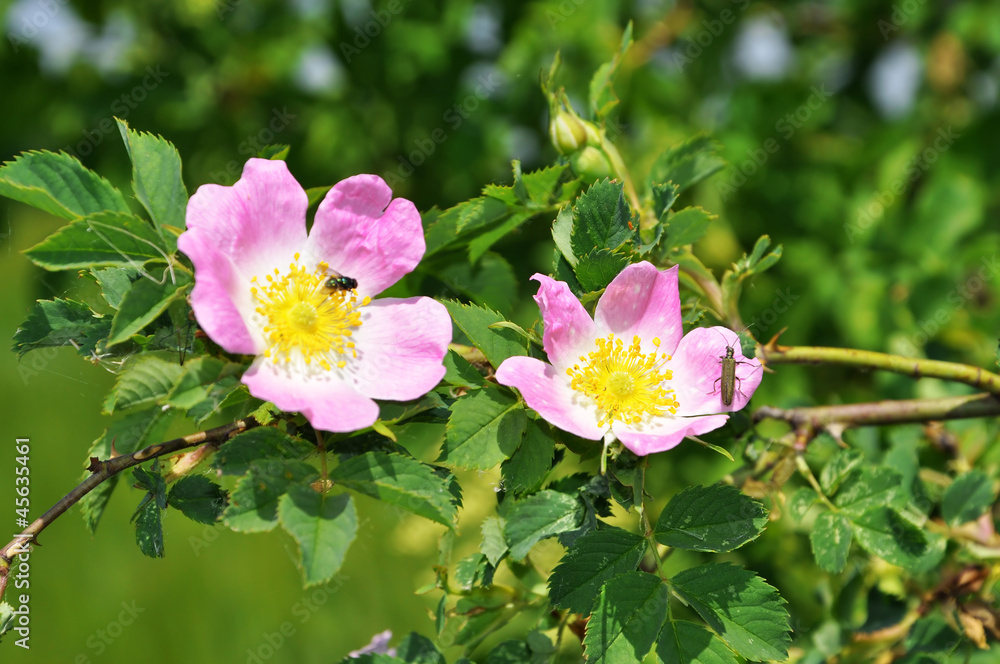 Obraz premium rose bush