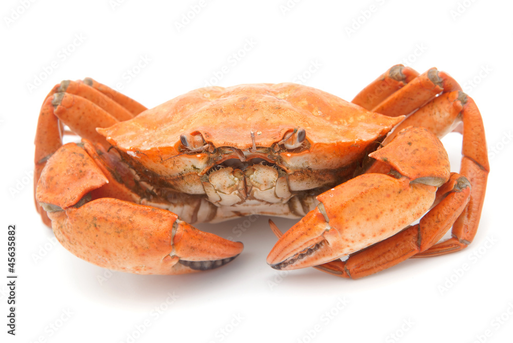 red boiled crab isolated on white background red boiled crab isolated on white background