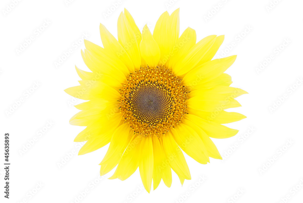 sunflower isolated on white background sunflower isolated on white background
