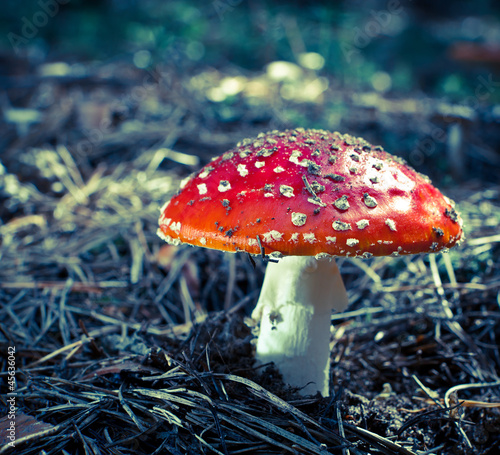 inedible hazardous to health mushrooms in the forest