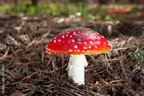 inedible hazardous to health mushrooms in the forest