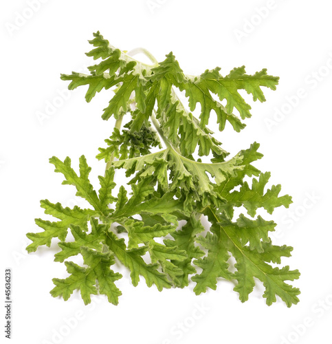 Green leaves of fragrant geranium, closeup, isolated