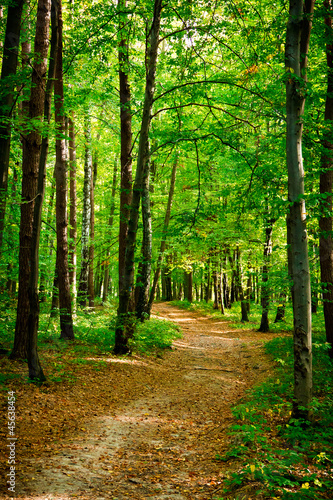 Path in beautiful beech forest near Rzeszow  Poland