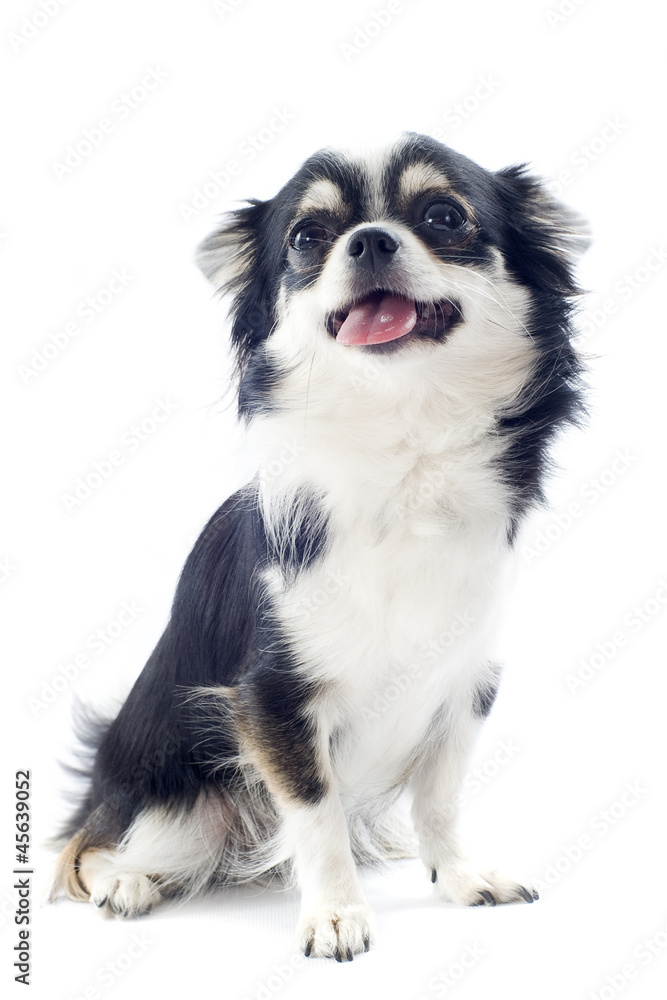 Fototapeta premium puppy chihuahua