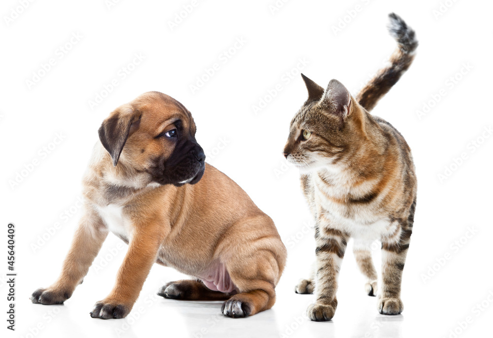 Obraz premium Cane Corso Italiano puppy and kitten breeds Bengal cat