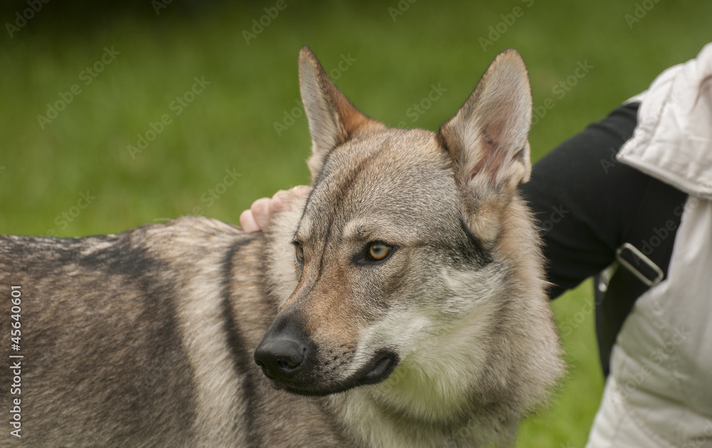 Obraz premium Czechoslovakian Wolfdog