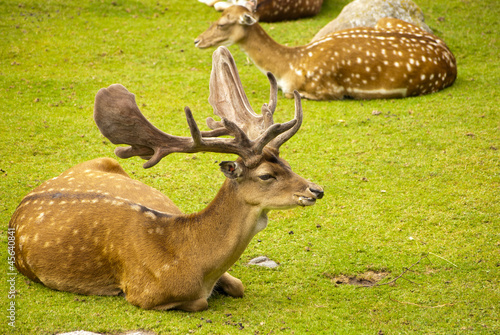 Deer in a park