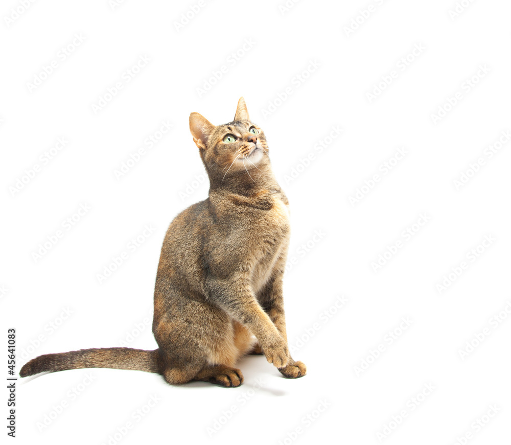 Playful Abyssinian