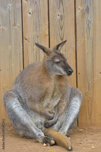 Wallaby Sitting Down