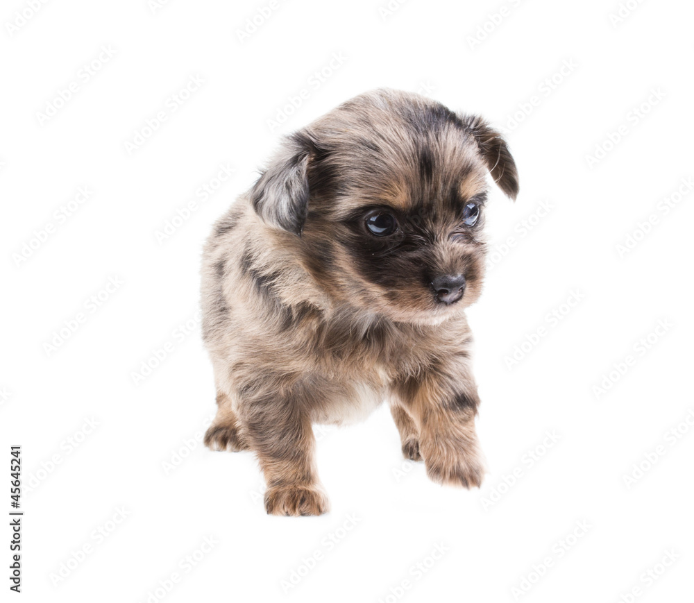 Funny puppy Chihuahua poses on a white background Funny puppy Chihuahua poses on a white background