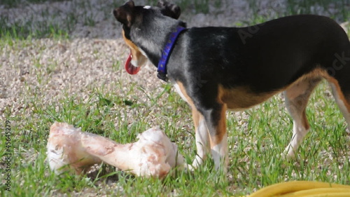 il cagnolino ed il grande osso photo