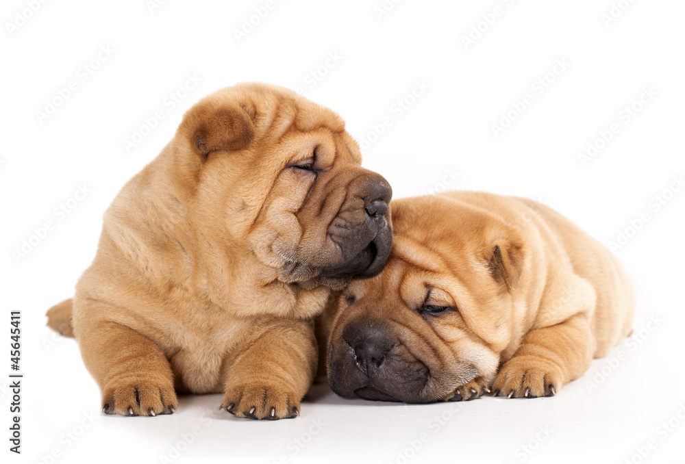 Tvo beautiful sharpei puppies