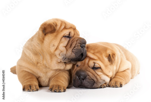 Tvo beautiful sharpei puppies