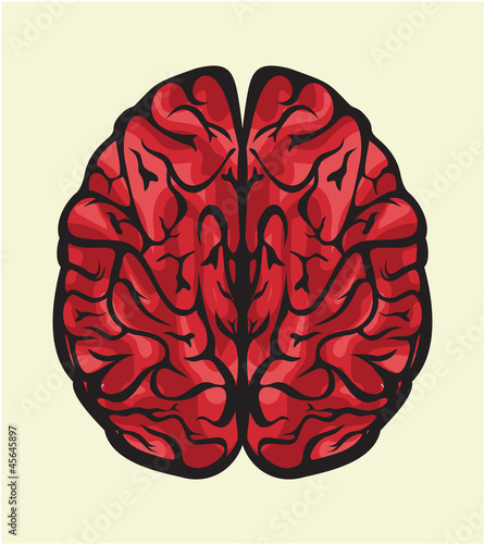 human brain
