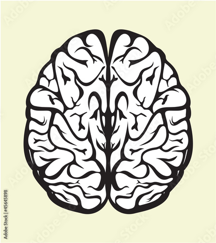 human brain
