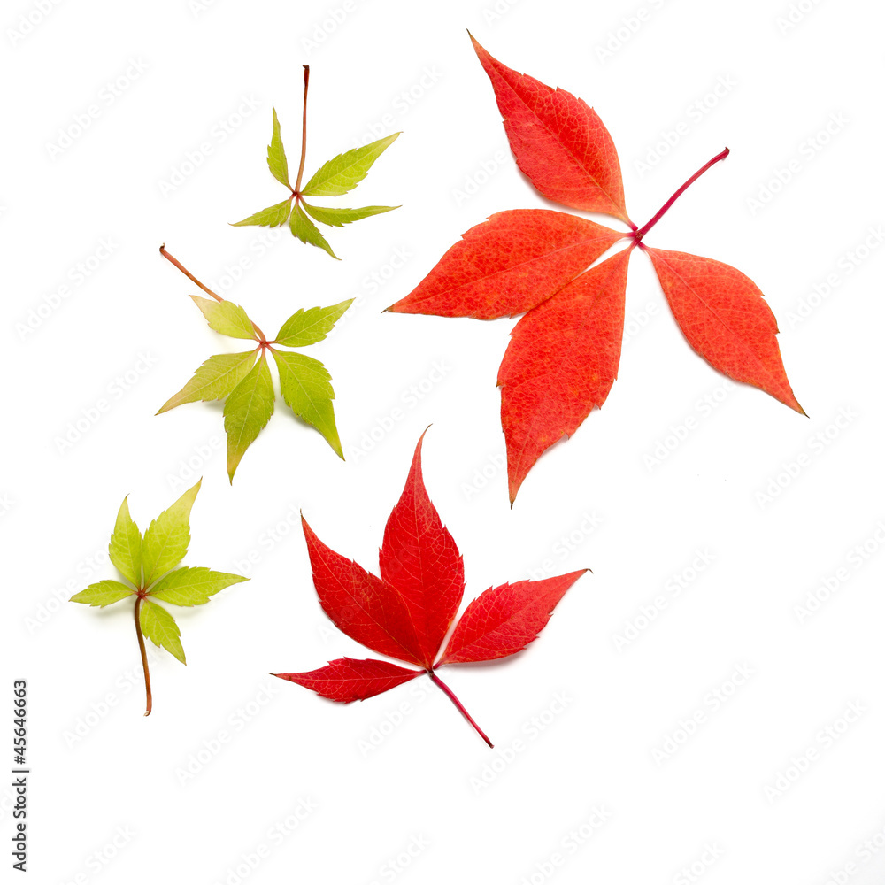 fallendes Herbstlaub fallendes Herbstlaub