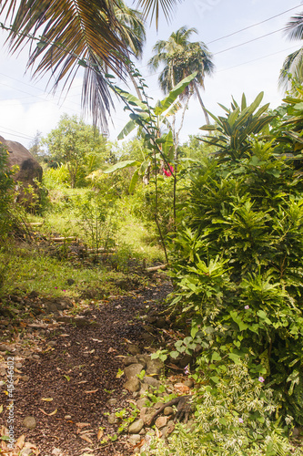 Wallpaper Mural Dirt Trail Through Rain Forest Torontodigital.ca