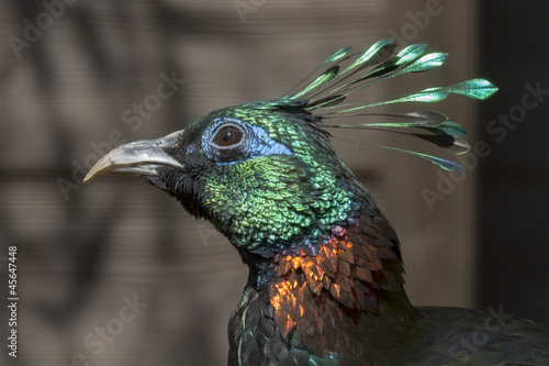 Himalayan monal photo