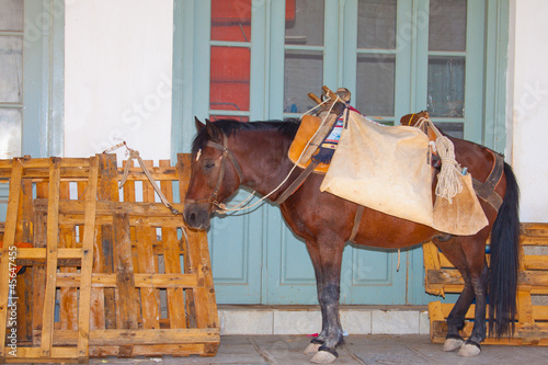 Donkey resting photo