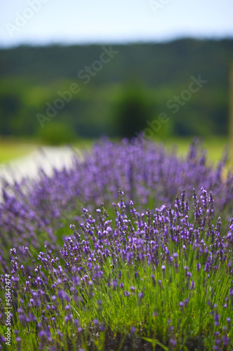 Fototapeta Naklejka Na Ścianę i Meble -  Lavender flowers close up