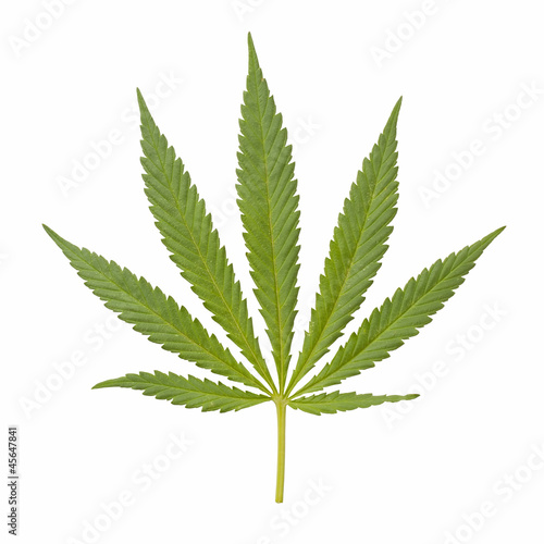 Hemp  cannabis 