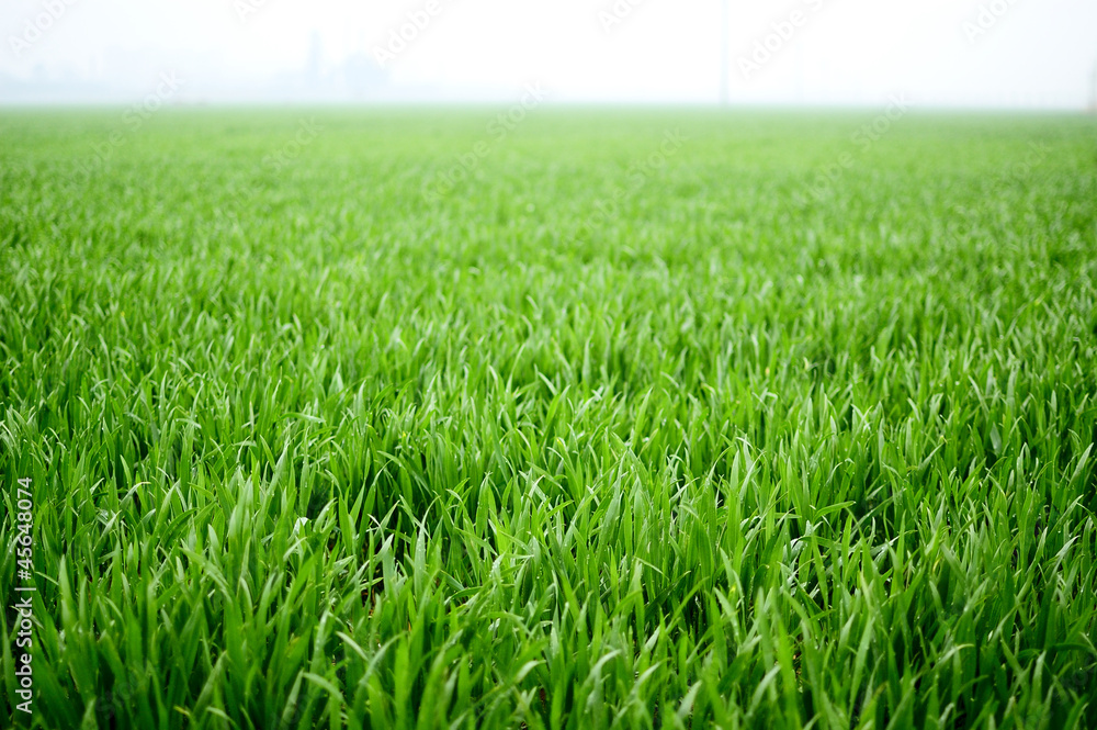 wheat seedling wheat seedling